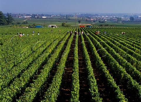Harvesting Chardonnay grapes in vineyard at   ChassagneMontrachet Cte dOr France   Cte de Beaune