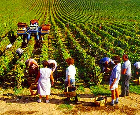 Domaine de la RomaneeConti pickers in La Tache   vineyard VosneRomanee Cote dOr France  Cote de   Nuits