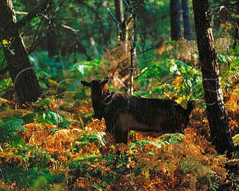 Goat in forest of Les Landes Aquitaine