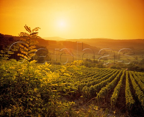 Sunset over vineyards near Poligny Jura France    AC Cotes du Jura