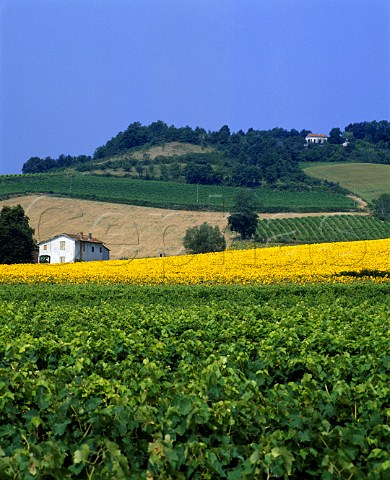 Vineyard and sunflowers near Gaillac Tarn France    AC Gaillac