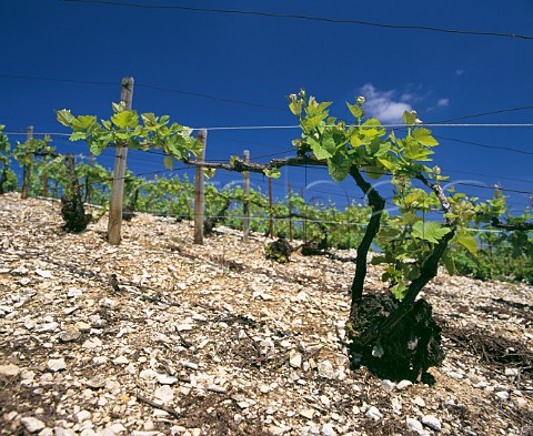 Chardonnay vines in limestone soil at Voigny Near BarsurAube Aube France    Champagne
