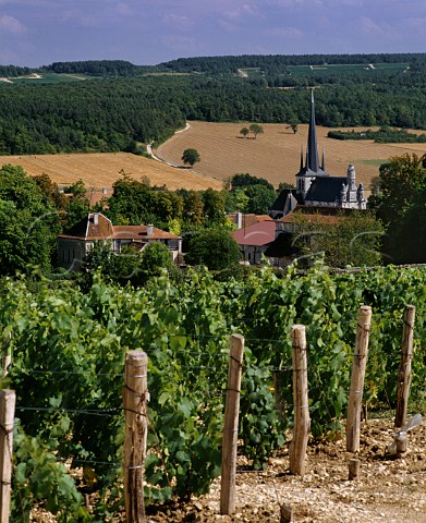 Vineyard at Les Riceys Aube France   Ros des Riceys  Champagne