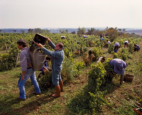 Picking grapes in vineyard at Reuilly Cher France   Reuilly  Vin de Pays du Jardin de la France