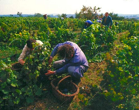 Picking grapes in vineyard at Reuilly Indre France  Vin de Pays du Jardin de la France