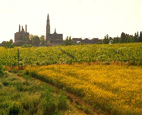 Vineyards at MartignBriand MaineetLoire   France    Coteaux du Layon