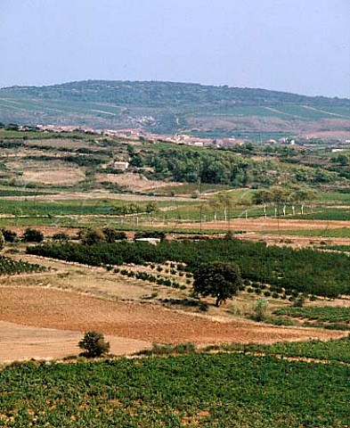Vineyards near Villeveyrac Hrault France    Coteaux du Languedoc