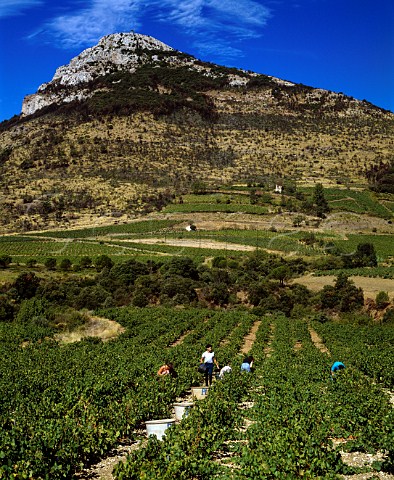 Harvest time in vineyards below the Pic de Vissou   480m  near Cabrires Hrault France   Coteaux du Languedoc