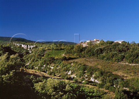 Vineyard below hamlet of Gimios above the Minerve Valley Hrault France   Muscat de StJeandeMinervois