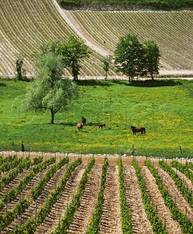 Vineyards on limestone soil at Baroville BarsurAube Aube France Champagne
