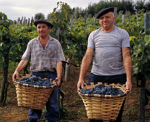 Grape harvest in the foothills of the Pyrenes near StEtiennedeBagorry PyrenesAtlantiques France   AC Irouleguy