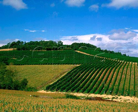 Vineyards near Lembeye PyrnesAtlantiques   France   AC Madiran