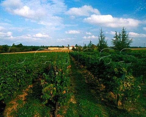 Vineyard at Domaine dEspugos near Eauze Gers   France   AC BasArmagnac