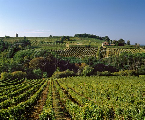 Vineyards near Cadillac Gironde France   Premires Ctes de Bordeaux