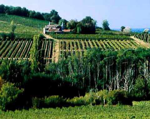 Vineyards near Cadillac Gironde France  Bordeaux  Premires Ctes de Bordeaux