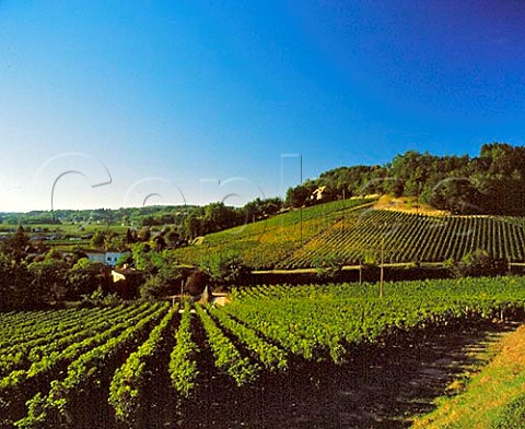 Vineyards at Le SabledelaRivire Gironde   France    AC Fronsac