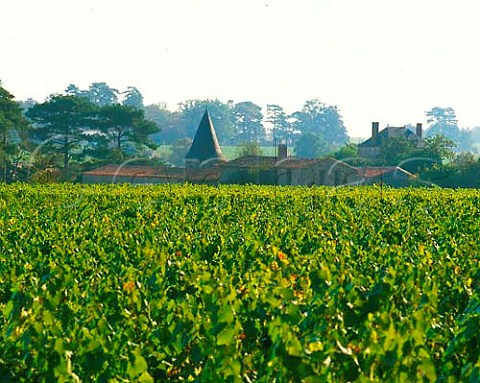 Vineyards at La Gohardire near Clisson   LoireAtlantique France   AC Muscadet de SvreetMaine