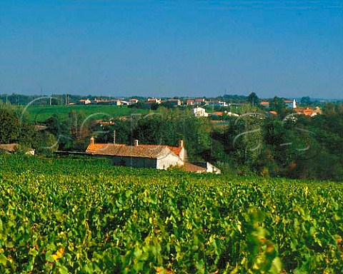 Vineyards near Le Pallet LoireAtlantique France   AC Muscadet de SvreetMaine