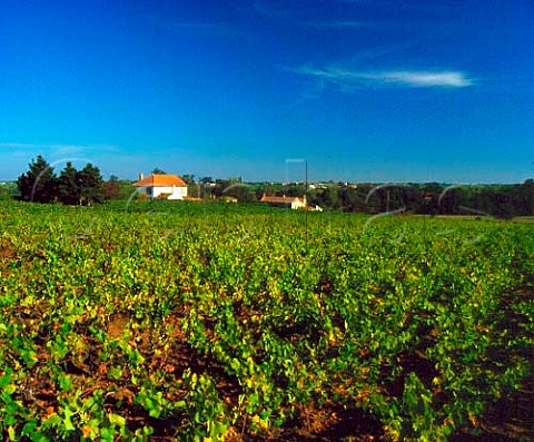 Vineyards near Le Pallet LoireAtlantique France   AC Muscadet de SvreetMaine