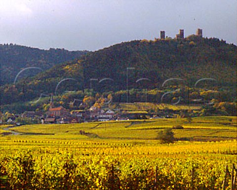The three ruined chteaux above   HusserenlesChteaux viewed over the Eichberg   vineyard Eguisheim HautRhin France  Alsace Grand Cru
