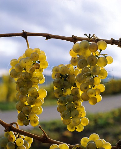 Riesling grapes on the vine in November in the   Schoenenbourg vineyard Riquewihr HautRhin   France Alsace