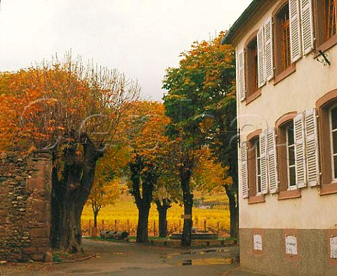 The Furstentum vineyard comes to the edge of   Kientzheim village HautRhin France   Alsace