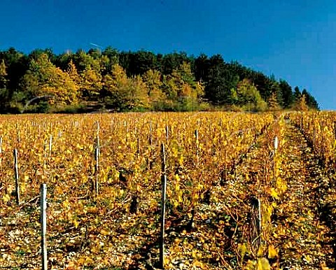 Grand Cru vineyard Grenouilles   Chablis Yonne France