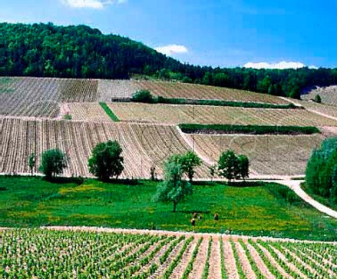 Vineyards on the limestone soil near Baroville BarsurAube Aube France  Champagne