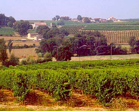 Vineyards near Senouillac Gaillac and Cotes du   Tarn