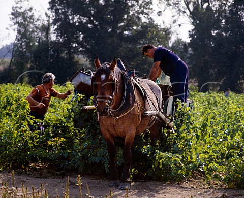 Coquette at work in the vineyard at harvest time   Clisson near Nantes LoireAtlantique France    Muscadet de SvreetMaine