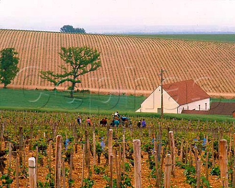 Workers in vineyard of Chteau du Nozet    PouillysurLoire Nivre France  AC PouillyFum