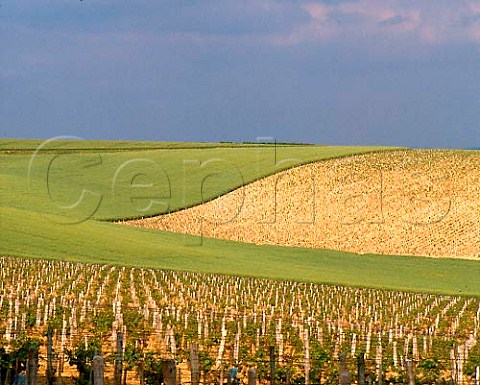 Vineyards of Chteau du Nozet   near PouillysurLoire Nivre France   PouillyFum
