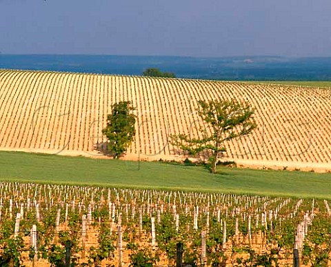 Sauvignon Blanc vineyards of Chteau du Nozet   near PouillysurLoire Nivre France   AC PouillyFum