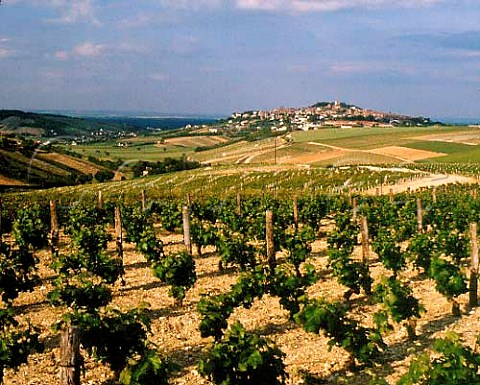 The village of Sancerre stands on a hill above the   River Loire surrounded by vineyards mostly of   Sauvignon Blanc but also some Pinot Noir    Cher France  Sancerre