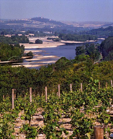River Loire and vineyard at Les Loges PouillysurLoire Nivre France   AC PouillyFum
