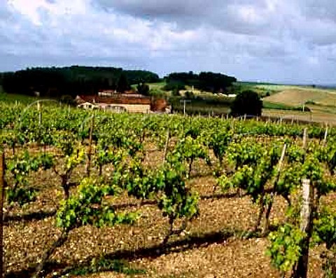 Vineyards in the Grande Champagne area of Cognac   near Segonzac Charente France    Cognac