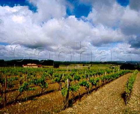 Vineyards in the Grande Champagne area of Cognac   near Segonzac Charente France