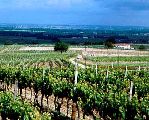 Vineyards in the Grande Champagne area of Cognac   near Segonzac Charente France