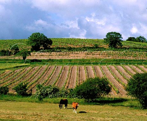 Vineyards in the Grande Champagne area of Cognac   near Segonzac Charente France  Cognac