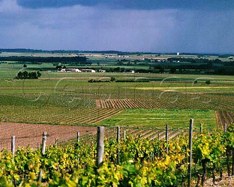 Vineyards in the Charente Valley near Segonzac the   Grande Champagne area of Cognac  Charente France   Cognac