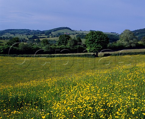 Field of buttercups near Dommartin Nivre France Burgundy