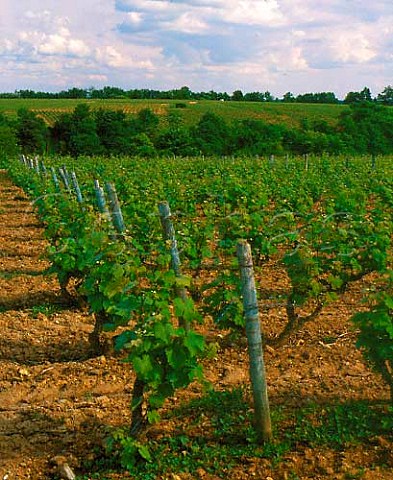 Chenin Blanc vineyard Vouvray IndreetLoire   France              AC Vouvray