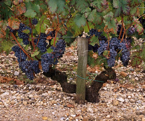 Cabernet Sauvignon vines in the gravel soil at  Chteau HautBrion Pessac Gironde France     PessacLognan  Bordeaux