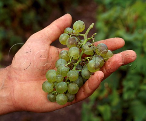 Bunch of Semillon grapes after the berries showing   signs of rot have been cut out Grape selection   triage is meticulous at this property  Domaine de Chevalier Lognan Gironde France     PessacLognan  Bordeaux
