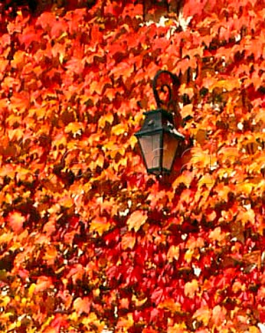 Autumnal ivy on the wall of the chais of Chteau   dIssan Cantenac Gironde France  Margaux  Bordeaux