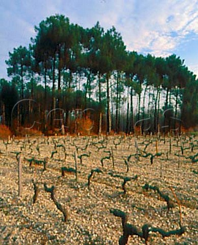 Recently pruned vines in early January on the   gravelly soil of Chteau dAngludet   Cantenac Gironde France  Margaux  Mdoc Cru Bourgeois Suprieur