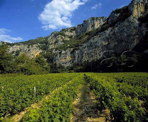 Vineyard in the Gorge de lArdche near   Vallon Pont dArc Ardche France     Coteaux de lArdche