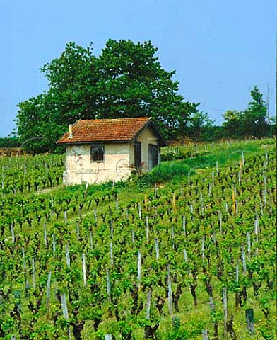 Vineyard at SteCroixduMont on the right bank of   the Garonne The wines from here are sweet and   helped by the inclusion of botrytised grapes   Gironde France  SainteCroixduMont  Bordeaux
