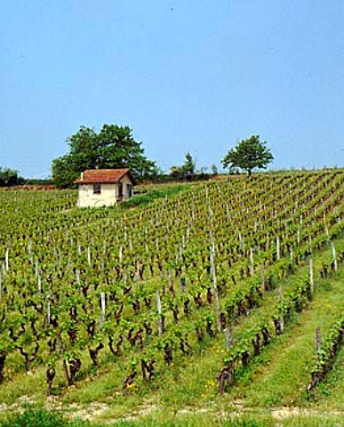 Vineyard at SteCroixduMont on the right bank of   the Garonne The wines from here are sweet and   helped by the inclusion of botrytised grapes   Gironde France  SainteCroixduMont  Bordeaux