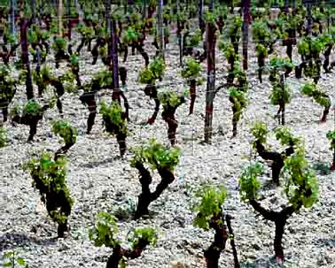 Spring growth on vines at Chteau dYquem   Sauternes Gironde France  Sauternes  Bordeaux